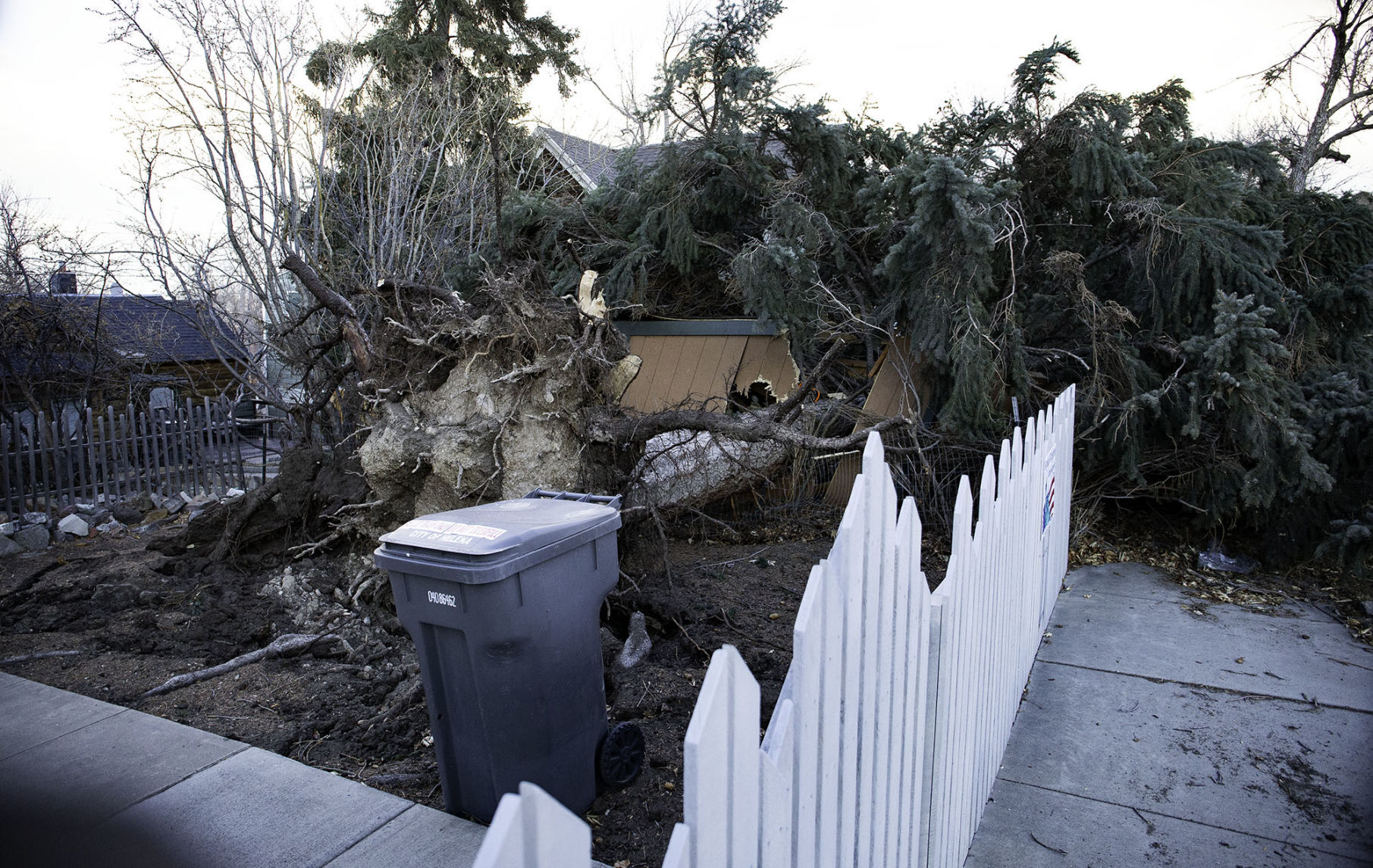 Downed Tree